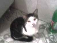 /album/galeria-de-fotos-pagina-inicial/c-070510-193041-jpg/